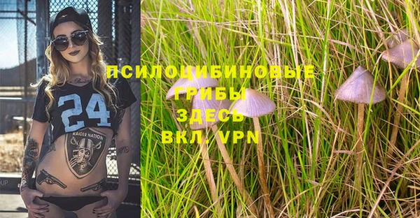 ПСИЛОЦИБИНОВЫЕ ГРИБЫ Новозыбков